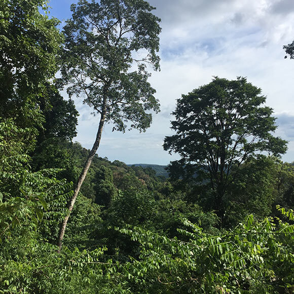 Nachhaltig bewirtschafteter Urwald der Firma Rusk